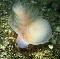 Image of golden phoronid