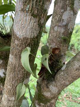 Imagem de Pleurothallis cardiothallis Rchb. fil.