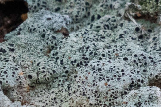 Image of Cow pie lichen