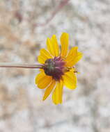 Plancia ëd Chrysanthellum pilzii J. L. Strother