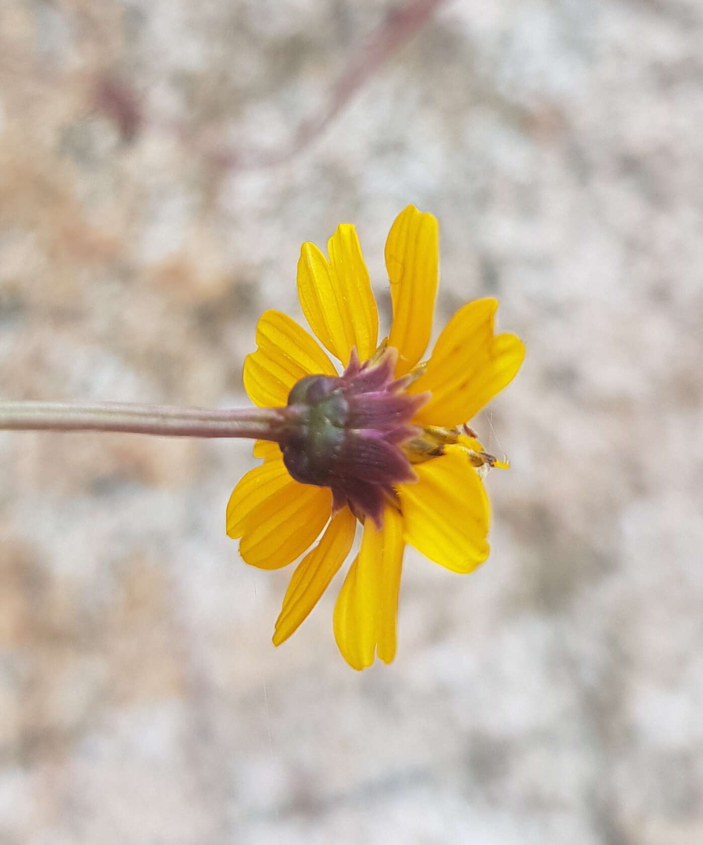 Plancia ëd Chrysanthellum pilzii J. L. Strother