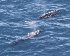 Image of gray whales