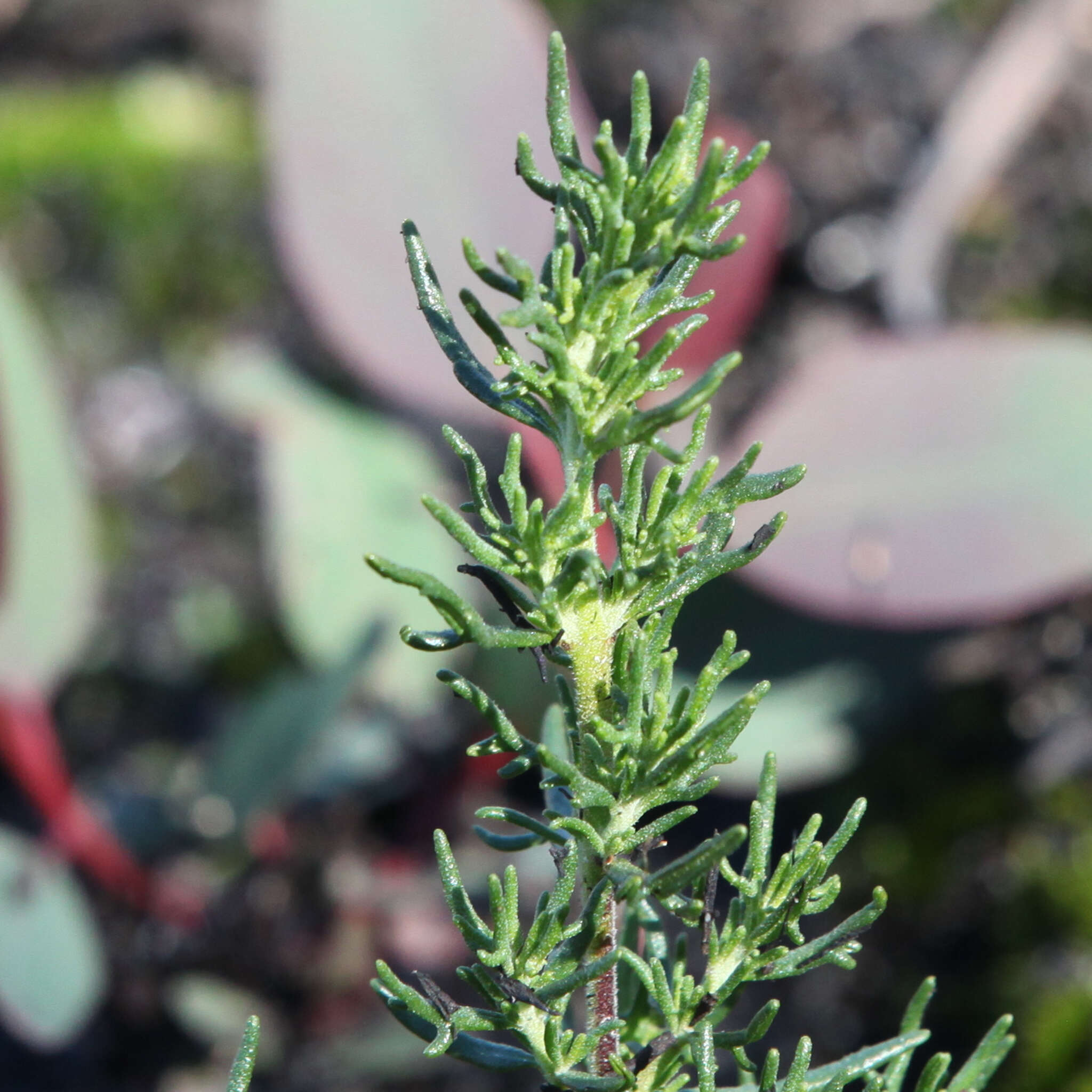 Image of Turpentine Mint-bush