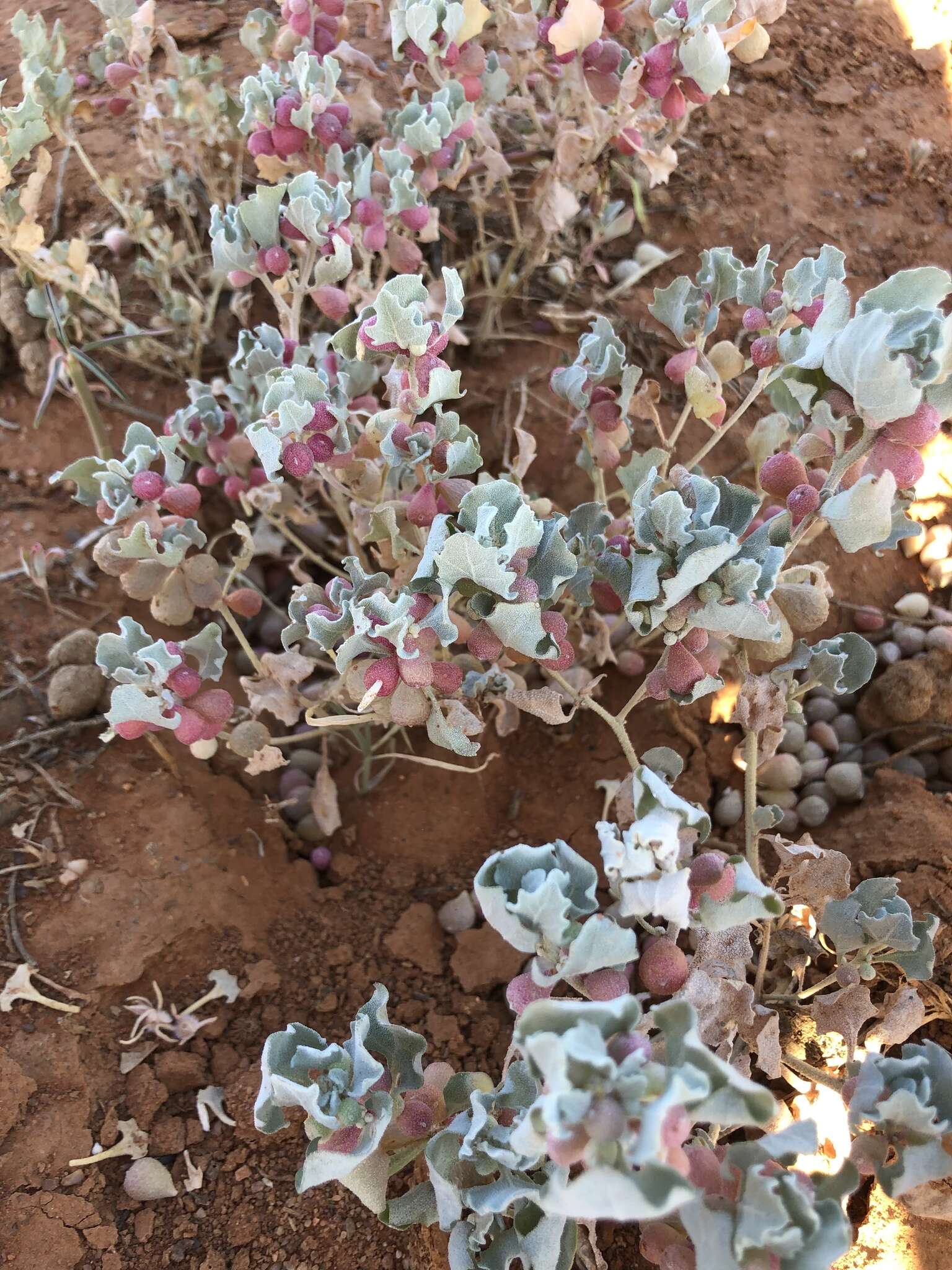 Plancia ëd Atriplex holocarpa F. Müll.