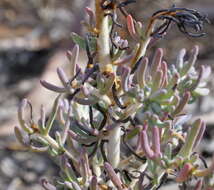 Image of Three-wing Bluebush