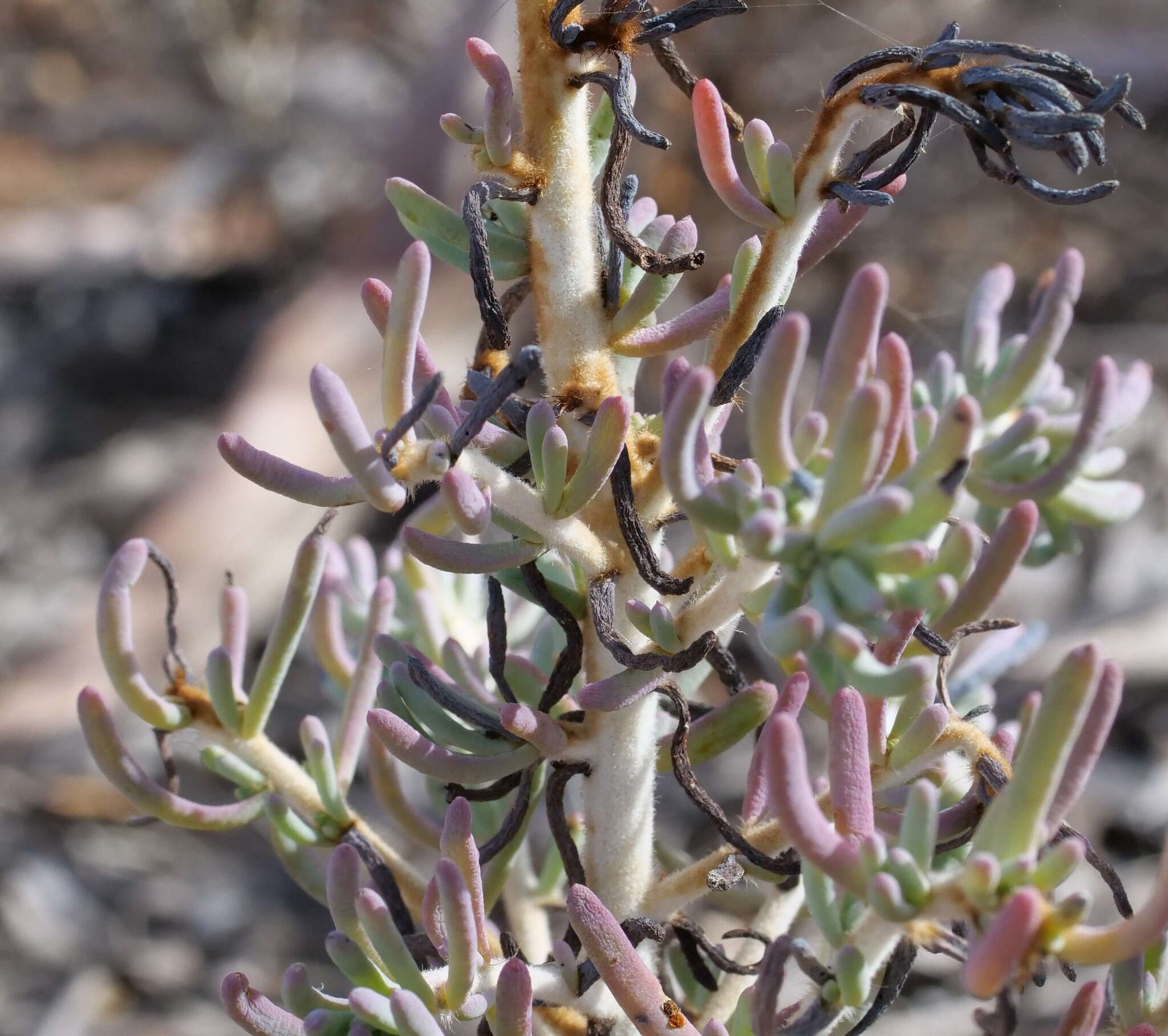 Image of Three-wing Bluebush