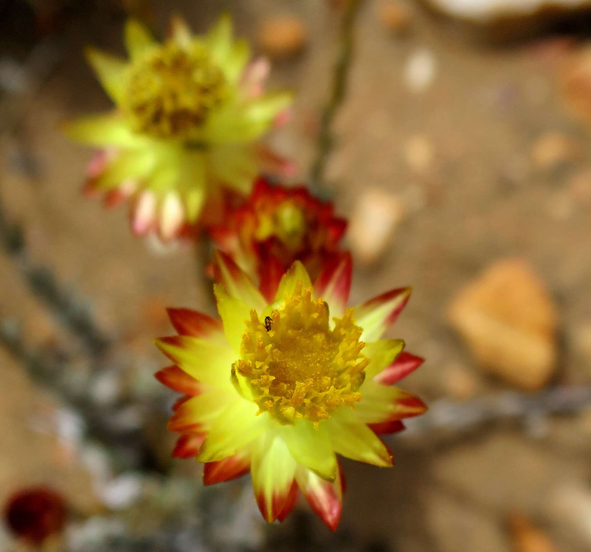 Image of Syncarpha virgata (Berg.) B. Nord.