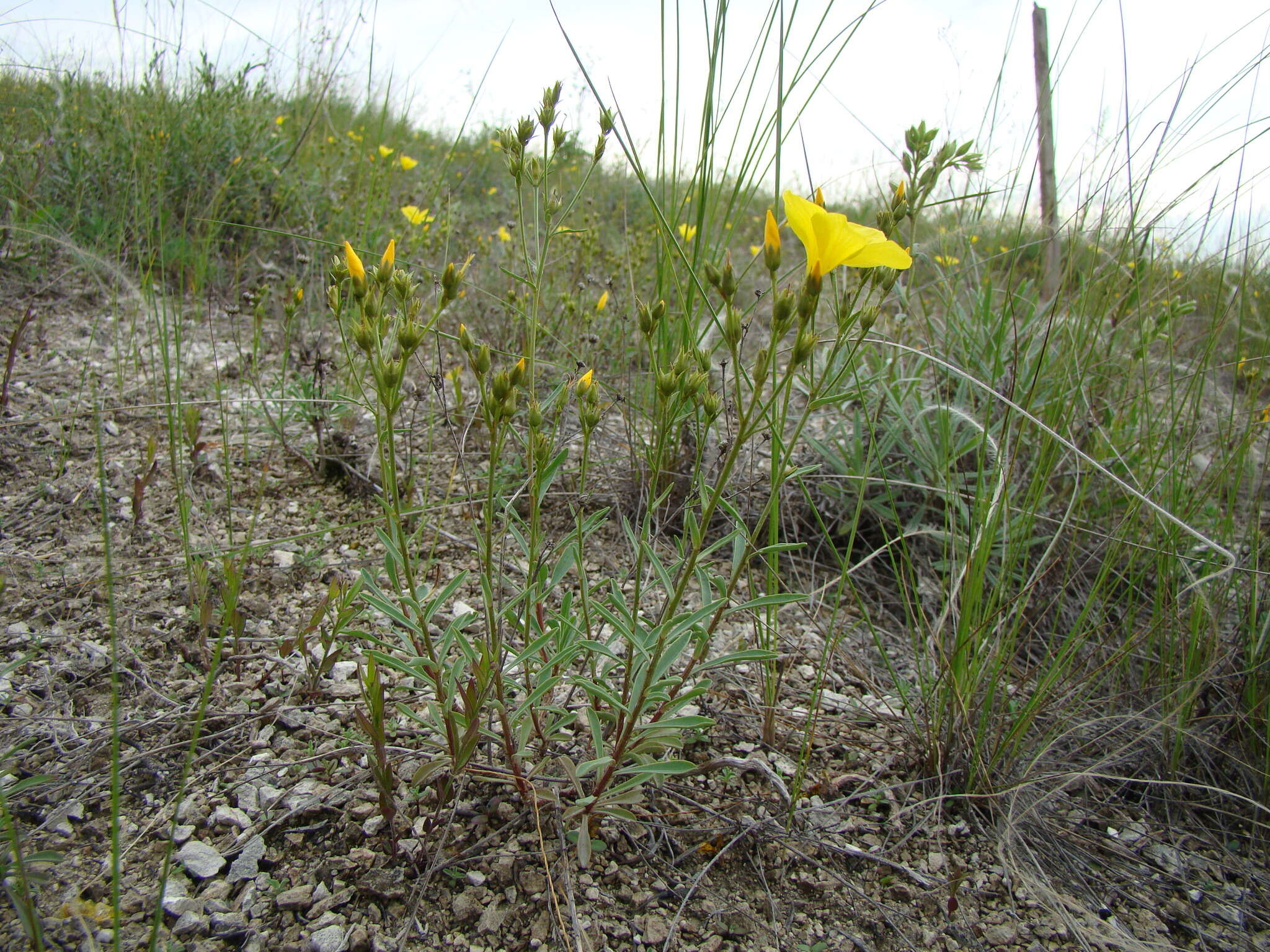 Imagem de Linum ucranicum Czern. ex Gruner