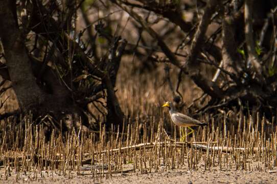 Vanellus senegallus senegallus (Linnaeus 1766) resmi