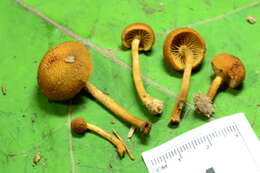 Imagem de Pholiota granulosa (Peck) A. H. Sm. & Hesler 1968