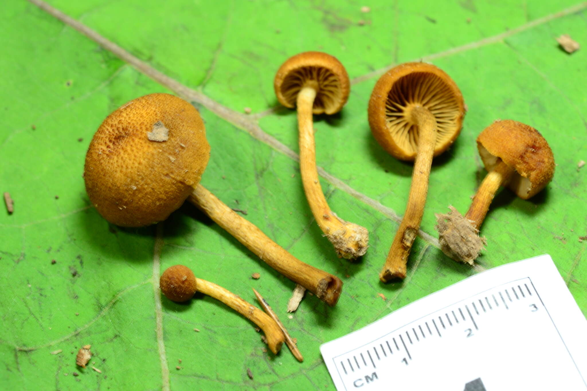 Imagem de Pholiota granulosa (Peck) A. H. Sm. & Hesler 1968