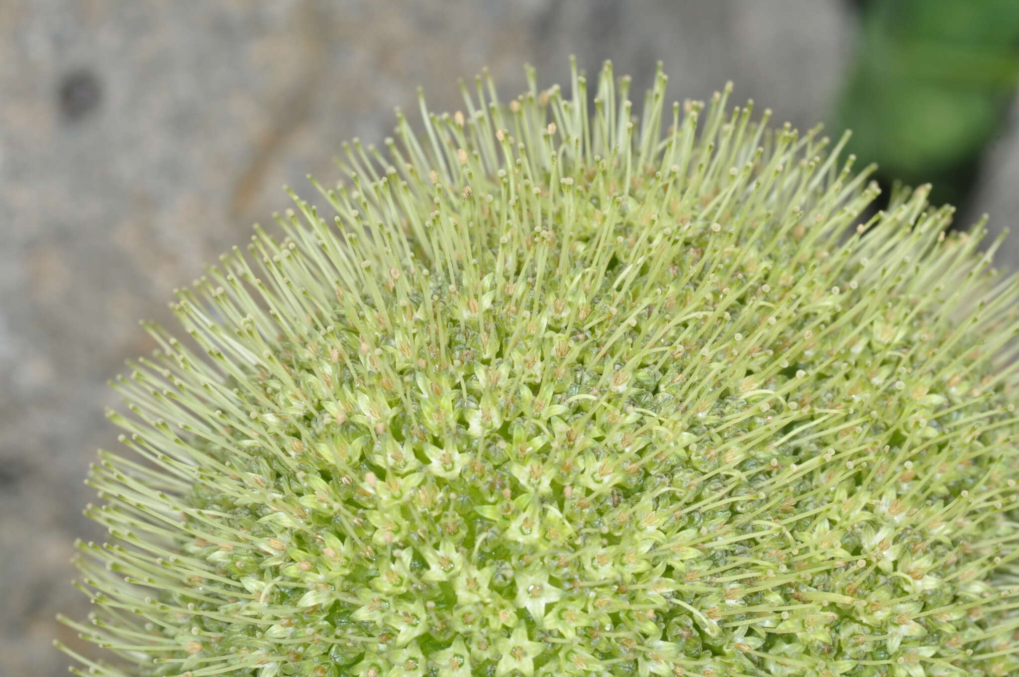 Image of Gamocarpha macrocephala