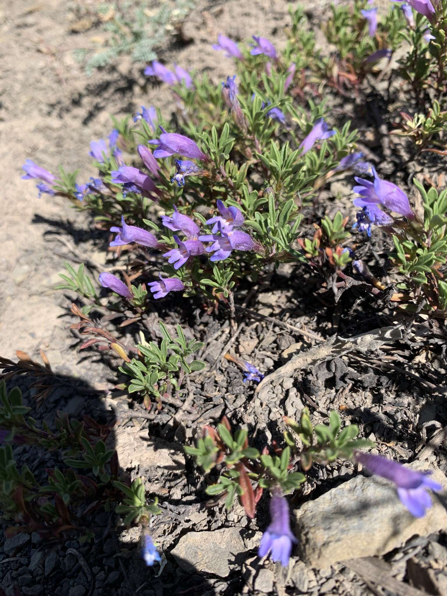 Image of mat penstemon