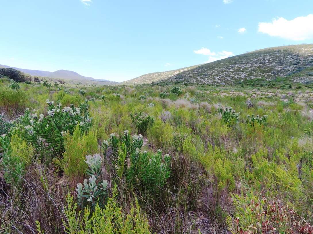 Image of Leucospermum fulgens Rourke