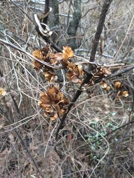 Image of Dioscorea galeottiana Kunth