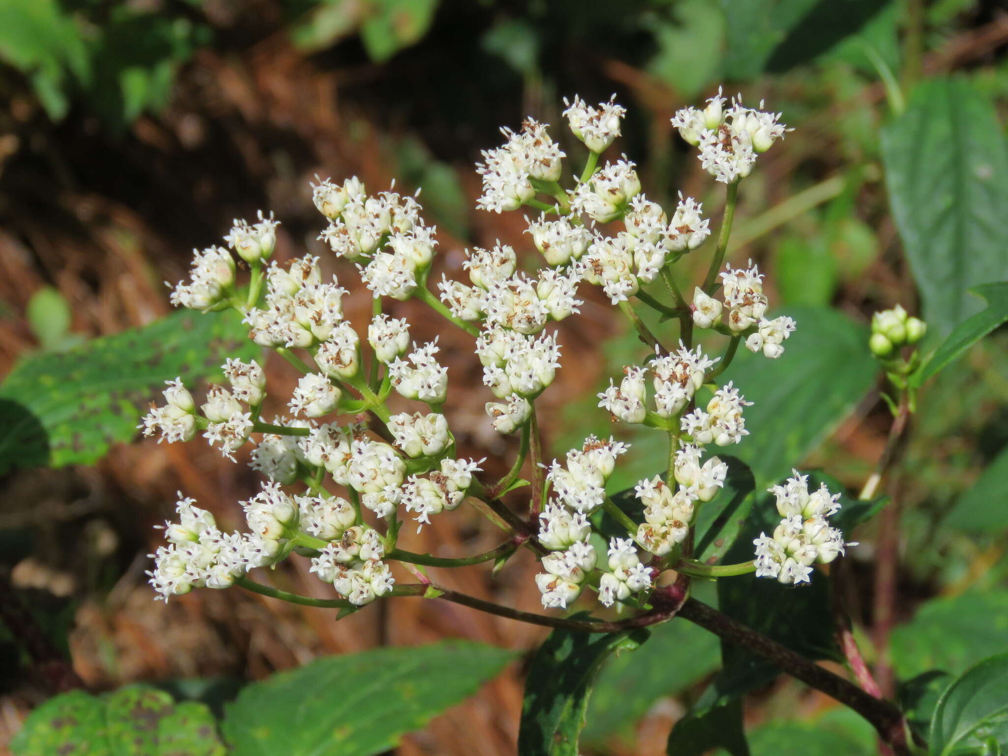 Image of Desmanthodium guatemalense Hemsl.