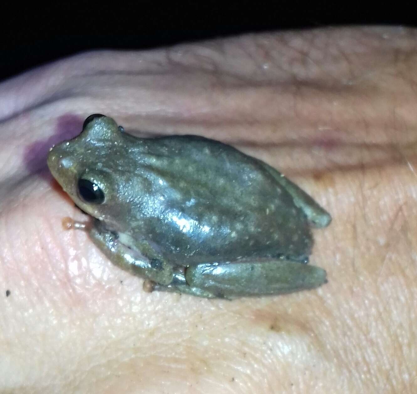 Image of Common Reed Frog