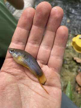 Image of Highland swordtail