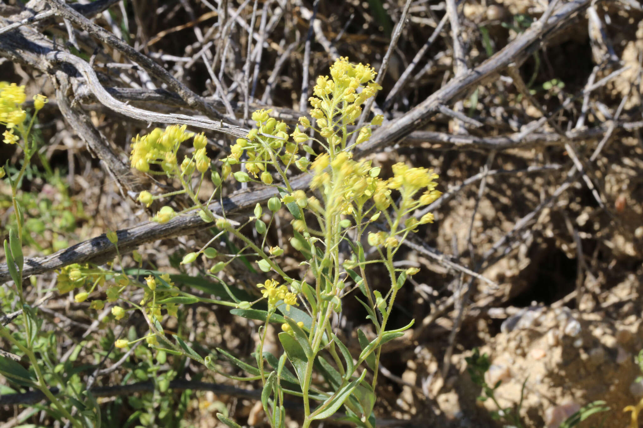 Image de Lepidium jaredii subsp. jaredii