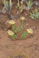 Image of Hyalosperma semisterile (F. Müll.) P. G. Wilson