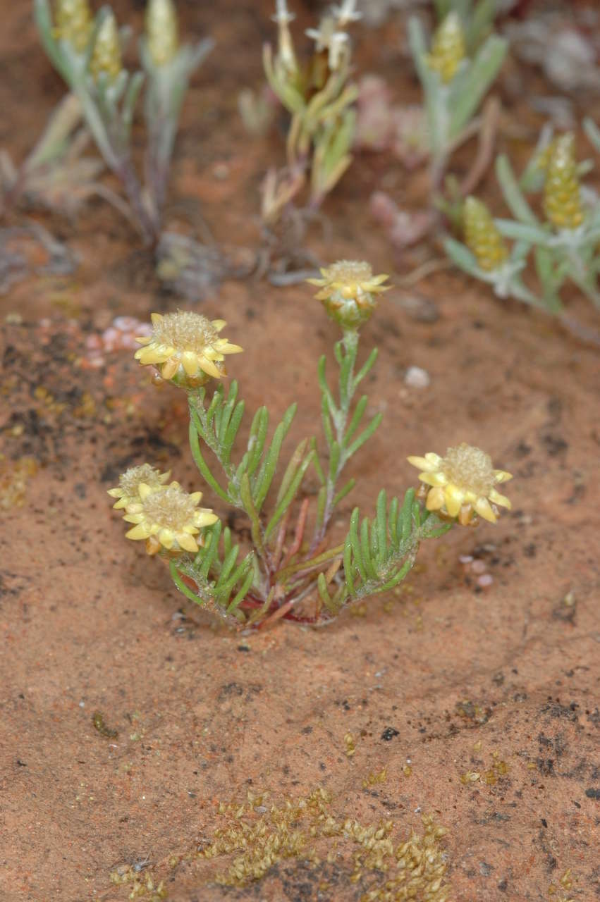 Image of Hyalosperma semisterile (F. Müll.) P. G. Wilson