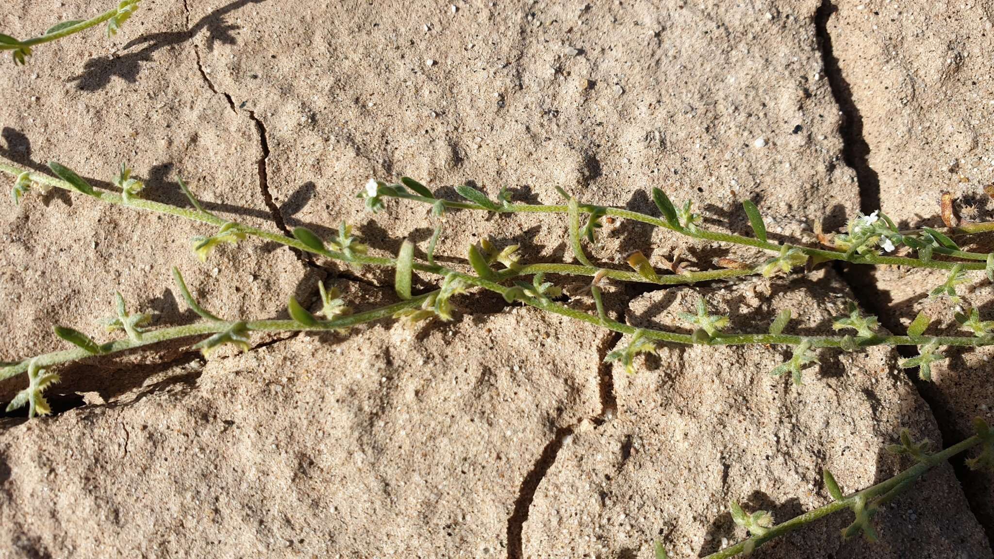 Image of chuckwalla combseed