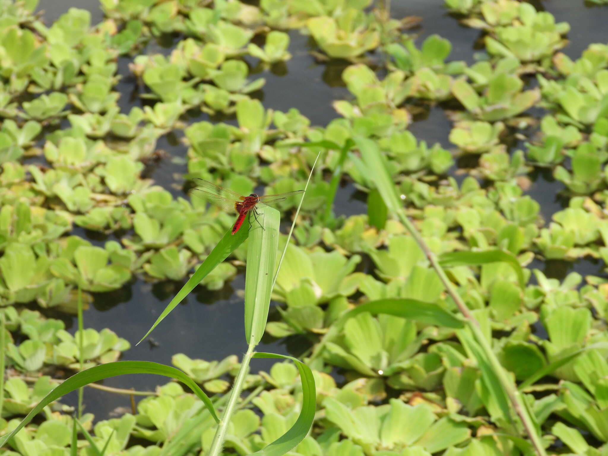 <i>Urothemis signata yiei</i> Asahina 1972 resmi