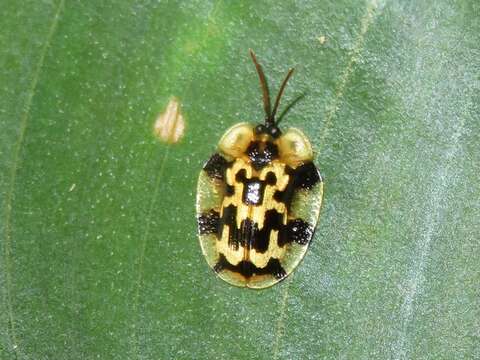 Image of Aslamidium (Aslamidium) ecuadoricum Borowiec 1998