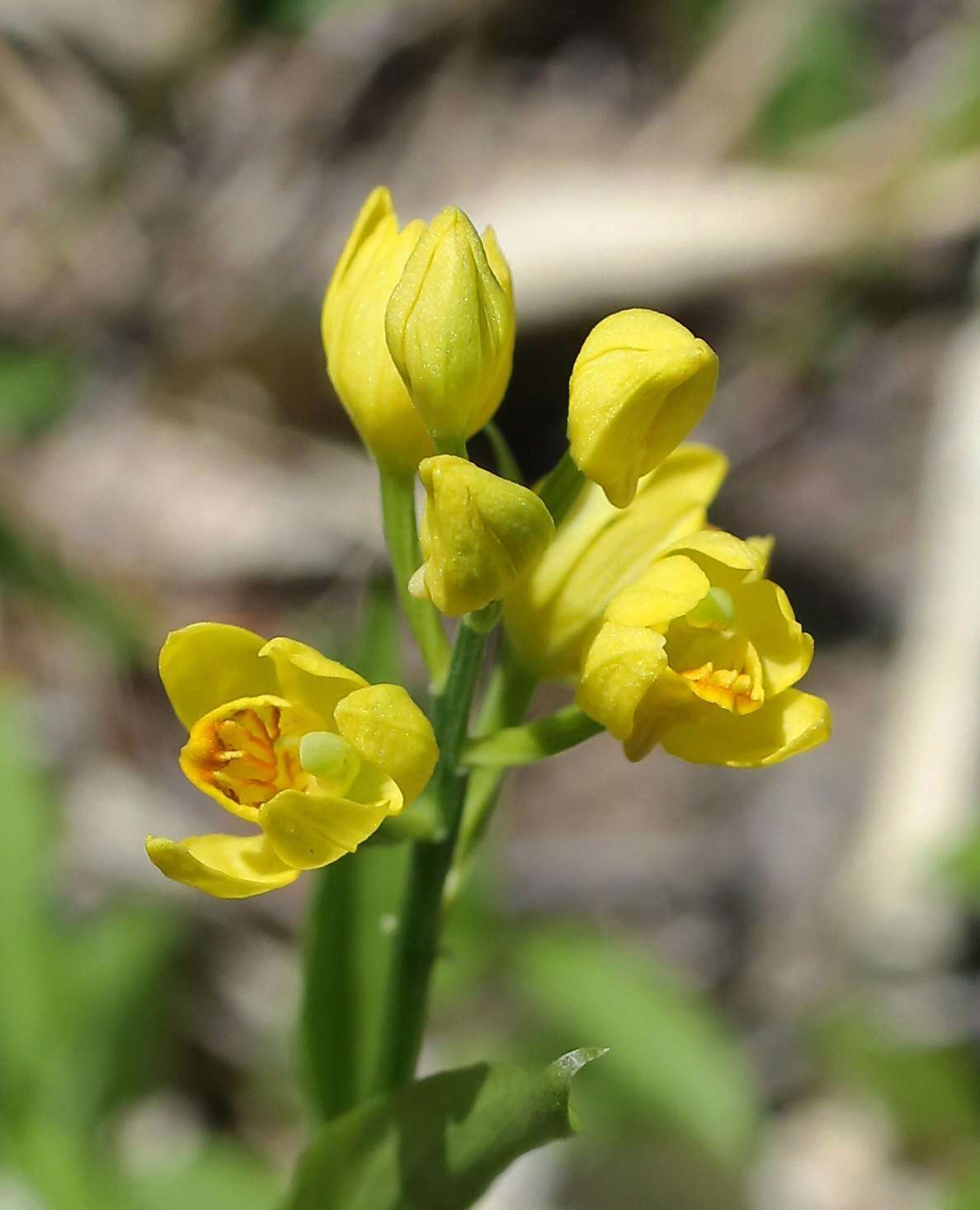 Слика од Cephalanthera falcata (Thunb.) Blume