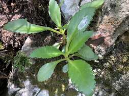 Kalanchoe deficiens (Forskål) Asch. & Schweinf. resmi