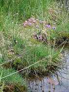 Imagem de Armeria maritima subsp. purpurea (W. D. J. Koch) Löve & Löve