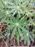 Image of Guadalupe Island lupine