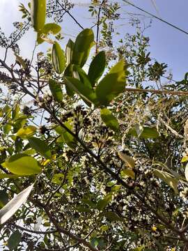 Image de Dalbergia benthamii Prain