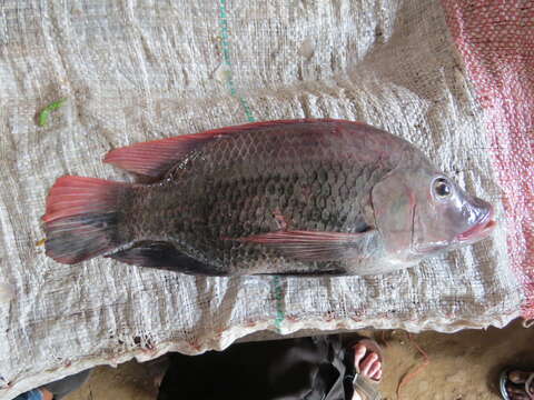 Image of Redeye tilapia