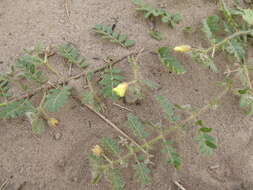 Image of Large-flowered devil-thorns,