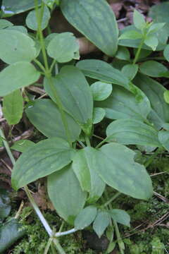 Plancia ëd Rubia cordifolia L.