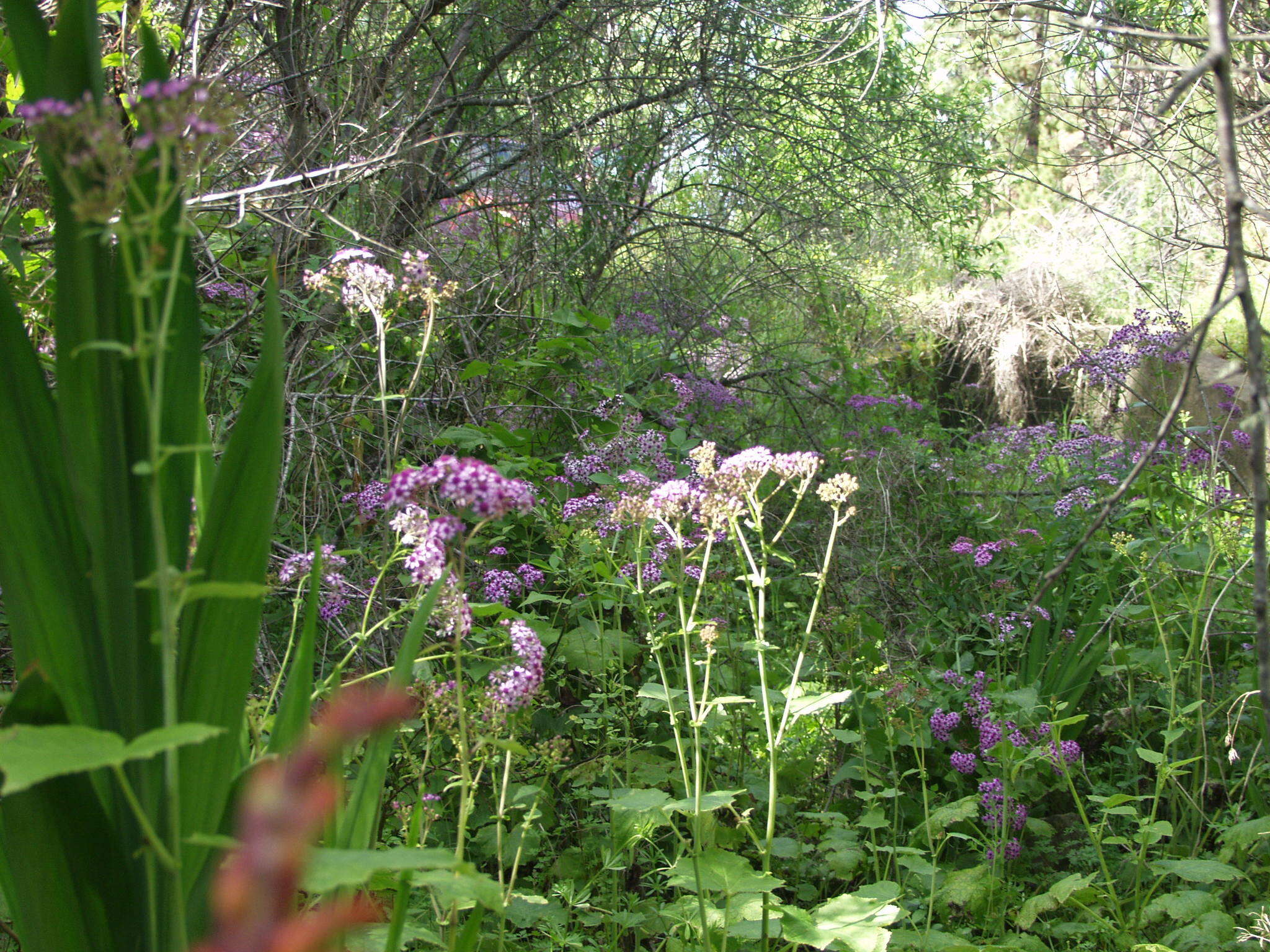 Plancia ëd Pericallis papyracea (DC.) B. Nord.