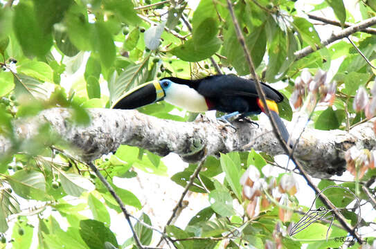 Image of Ramphastos tucanus cuvieri Wagler 1827