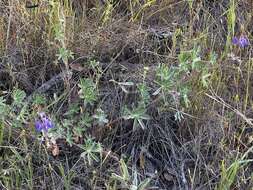 Sivun Lupinus affinis J. Agardh kuva