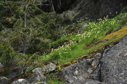 Image of meadow death camas
