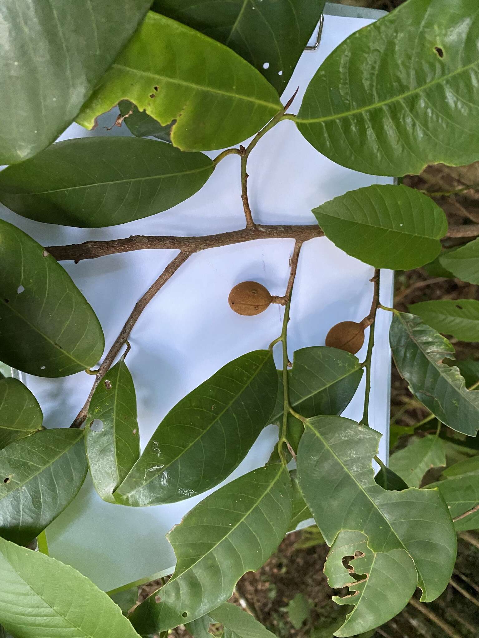 Imagem de Myristica globosa Warb.