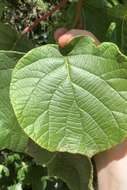 Image de Actinidia chinensis Planch.