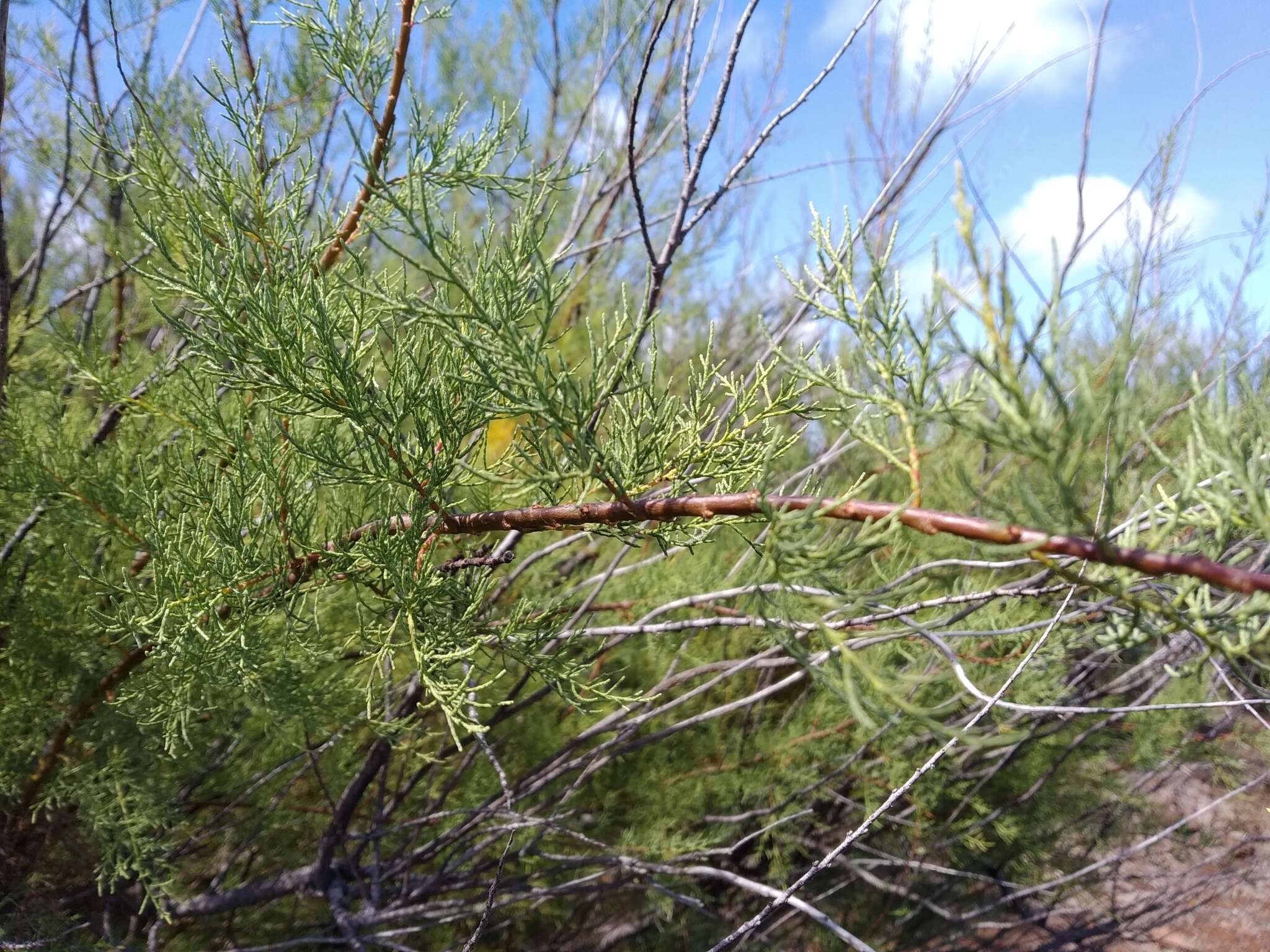 Image of African tamarisk