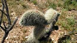 Image of Gander's buckhorn cholla