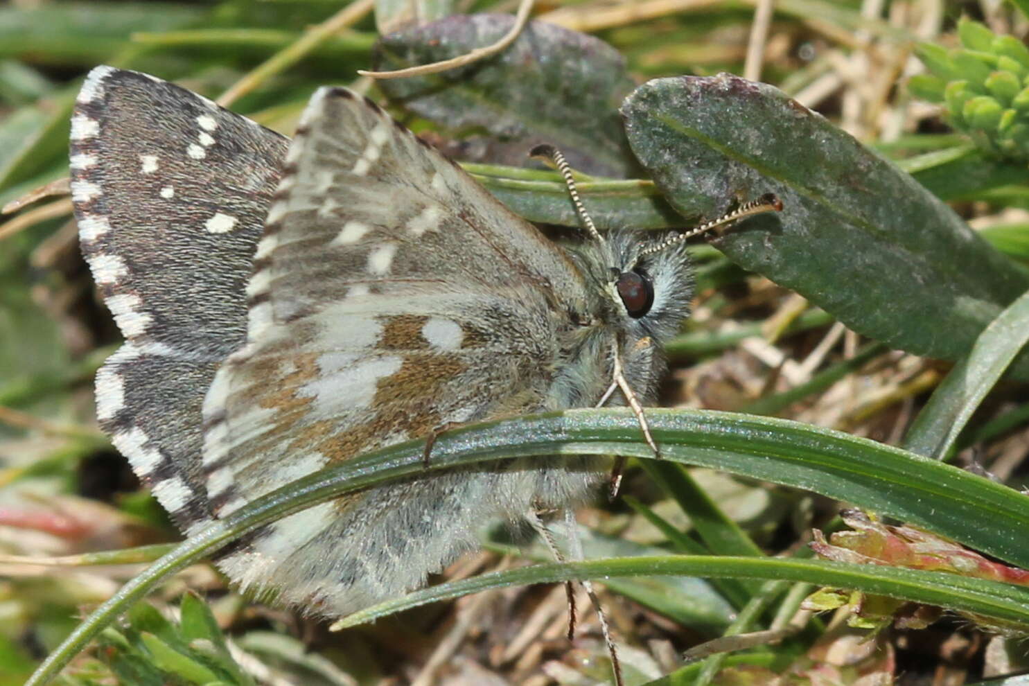 Image of Dusky Grizzled Skipper