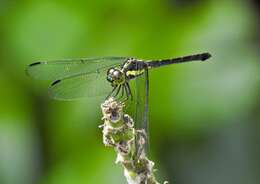 Image of <i>Agrionoptera longitudinalis biserialis</i> Selys 1879