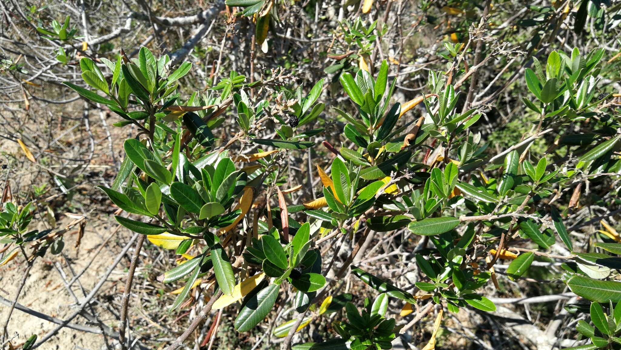 Plancia ëd Ozoroa mucronata (Bernh. ex Krauss) R. & A. Fernandes