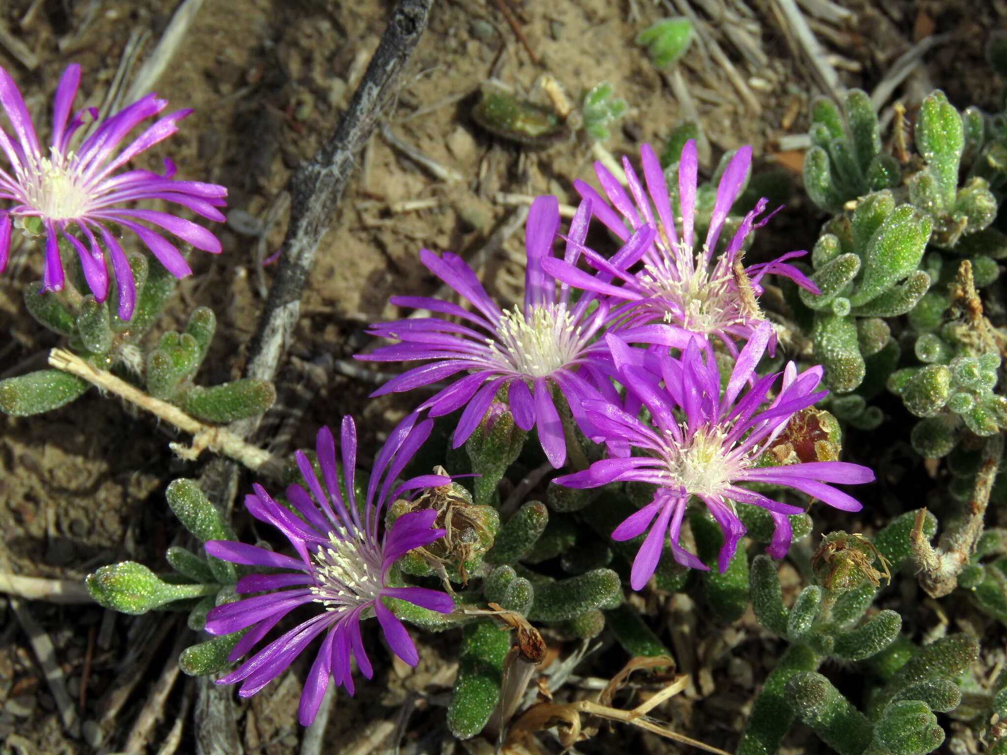 Imagem de Drosanthemum hispidum (L.) Schwant.