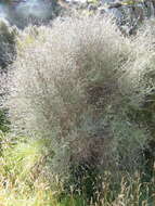 Image of Olearia virgata var. lineata Kirk