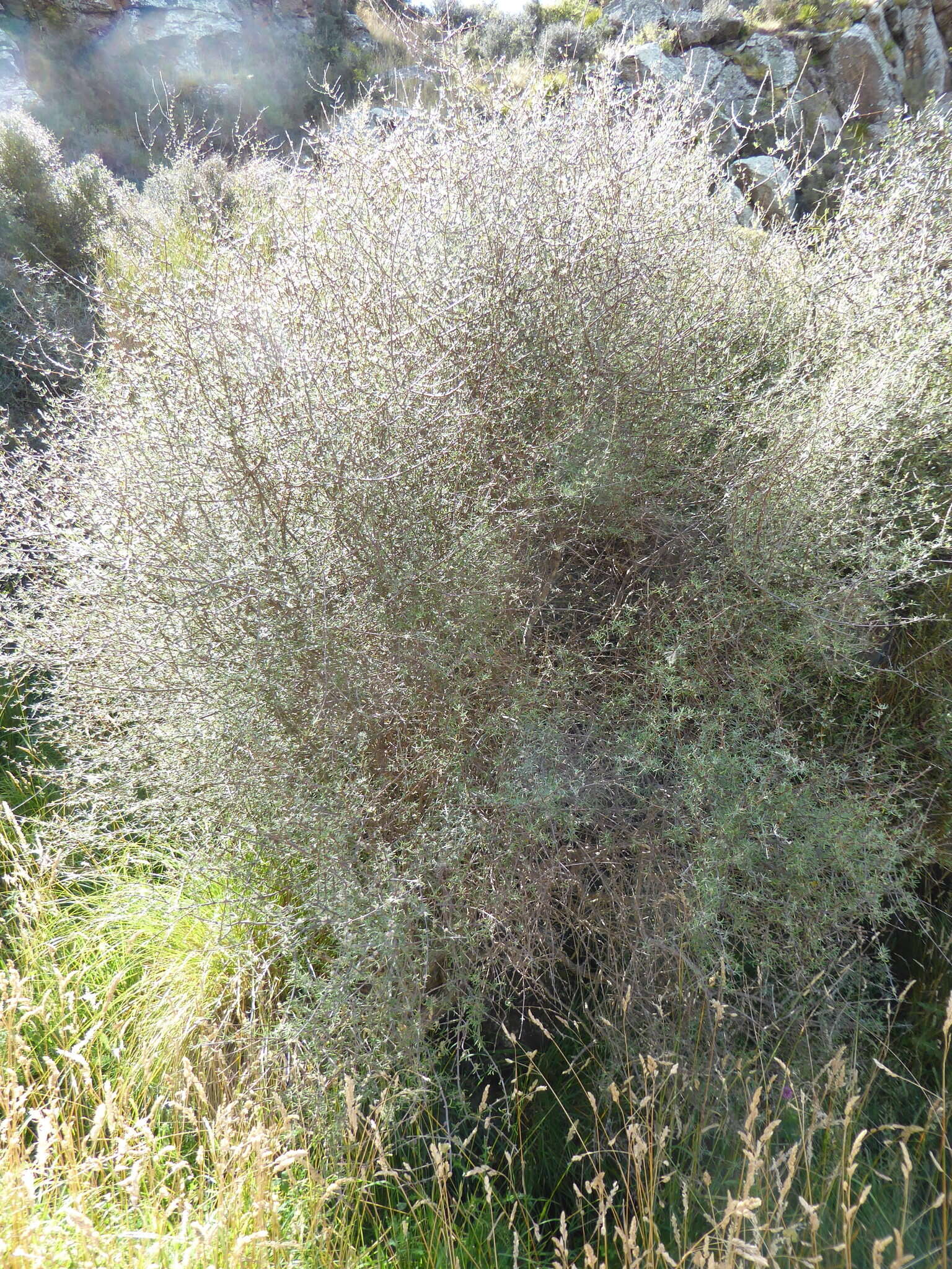 Image of Olearia virgata var. lineata Kirk